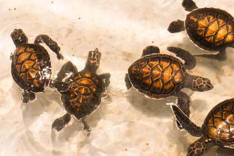 Phuket: Bamboo Rafting, ATV Ride, & Turtle Center Tour