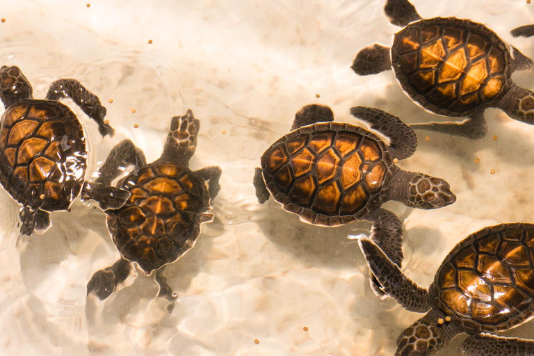 Phuket: Bamboo Rafting, ATV Ride, & Turtle Center Tour