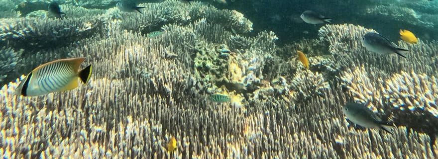 Bali : Lagon bleu et Tanjung Jepun - plongée avec masque et tuba