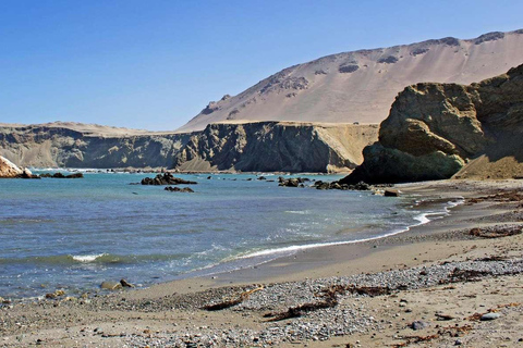Excursión a la bahía de San Fernando y Sandboard en Nazca