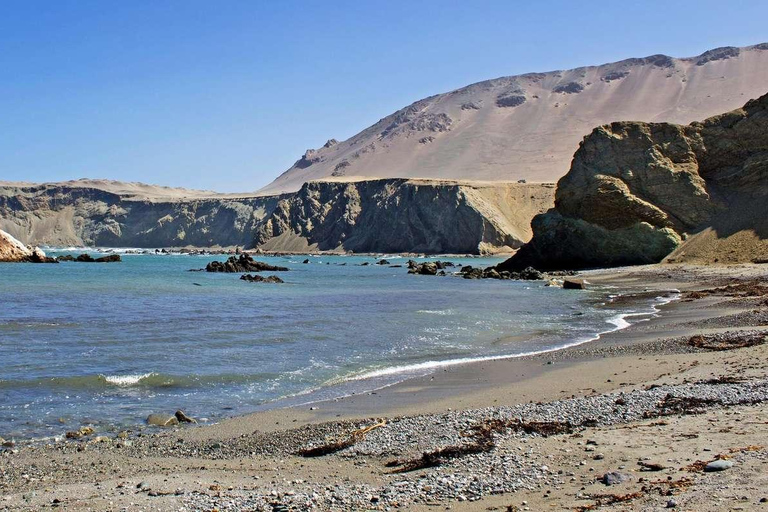 Excursion to San Fernando bay and Sandboarding in Nazca