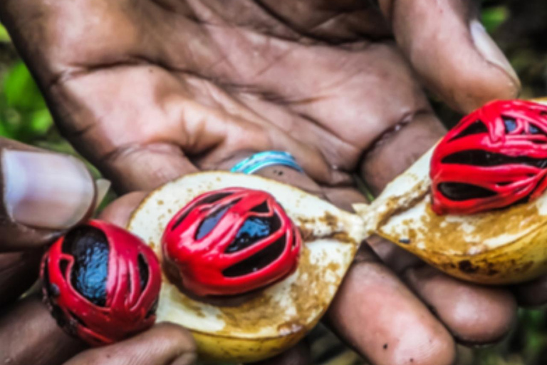 ZANZIBAR: Odkryj farmę przypraw i popływaj z żółwiami w jaskini SalaamWYCIECZKA PRYWATNA – TRANSPORT NIE JEST WLICZONY W CENĘ