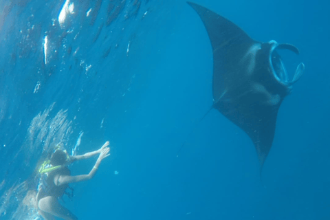 Vanuit Lembongan: Snorkelen 3 Spot Manta Bay, Gamat en MuurOchtendsessie