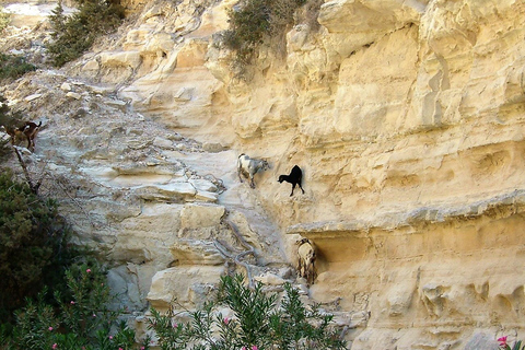 Paphos: Land Rover Jeep Safari Coastal Tour and Blue Lagoon