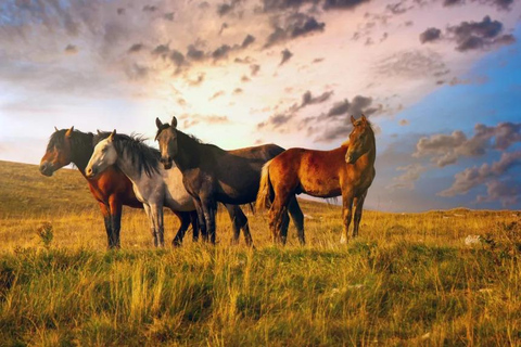 Livno: Guided Wild Horses Tour with Local Aperitif