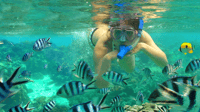 St. Martin, crociera di snorkeling catamarano con bar open e pranzo - Housity