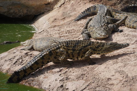 Łódź: City Highlights Private Tour & Orientarium Zoo Visit