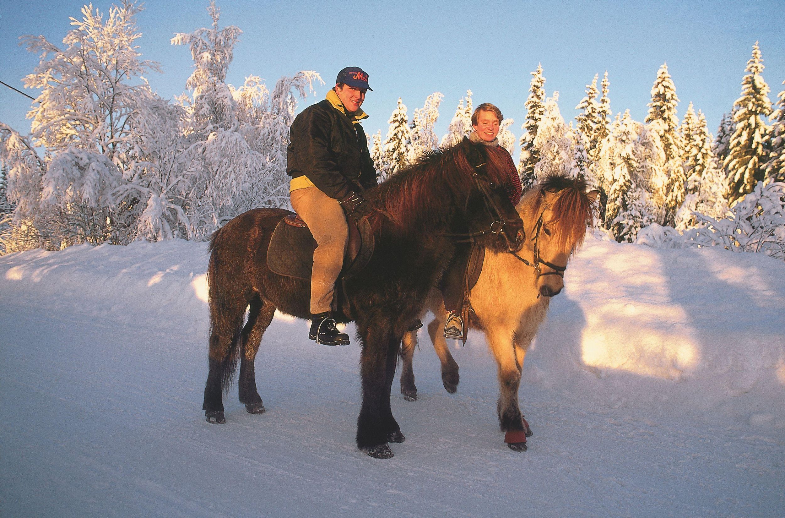 Bled: Winterlicher Reitausflug in schneebedeckter alpiner Natur