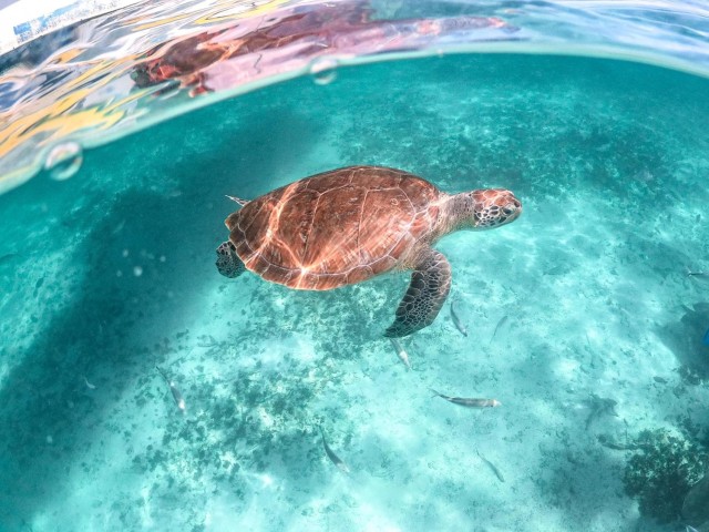 Playa del Carmen: Akumal Beach Swim and Snorkel with Turtles