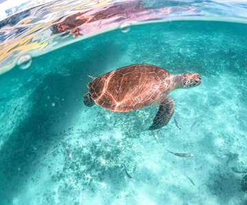 Playa del Carmen/Tulum: Akumal Beach with Turtle Snorkeling