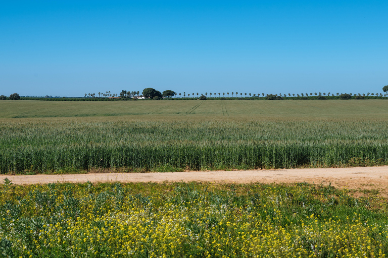 Horseback ride around Doñana National Park Horseback riding around Doñana National Park