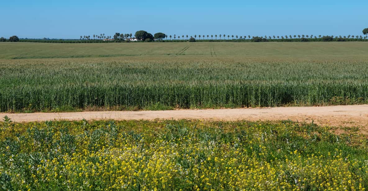 Afbeelding 12 van Paardrijden rond het Nationaal Park Doñana