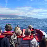 Funchal: Schnellboot SEHEN SIE DIE INSEL UND DAS LEBEN AUF SEE