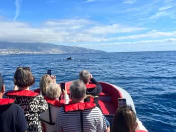 Фуншал: скоростной катер Посмотрите на остров и жизнь в море