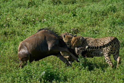 Excursion d'une journée dans le cratère du Ngorongoro