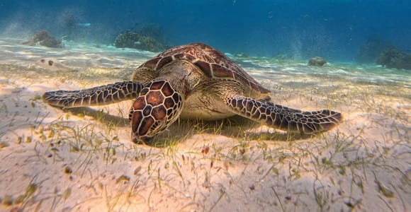 Bohol: Dolphin Watching, Turtle Swim and Party Boat