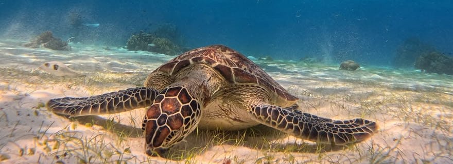 BOHOL : Observation des dauphins, nage avec les tortues et fête sur l'île