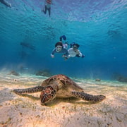 Bohol: Dolphin Watching, Turtle Swim and Party Boat Bohol: Dolphin Watching, Turtle Swim and Party Boat