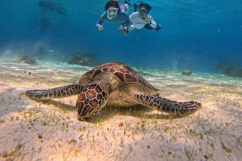 Bohol: Dolphin Watching, Turtle Swim and Party Boat - Image 3