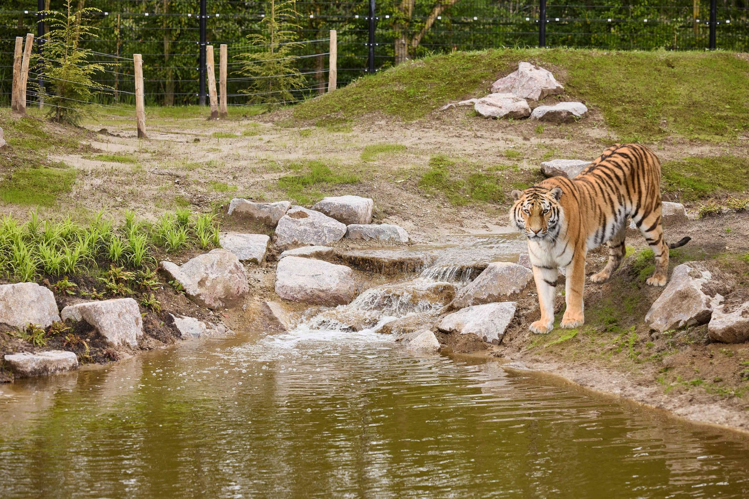 Ticket für den Eindhovener Zoo