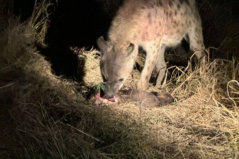 5 dias 4 noites de tour noturno de safari em Madikwe e Pilanersbeg