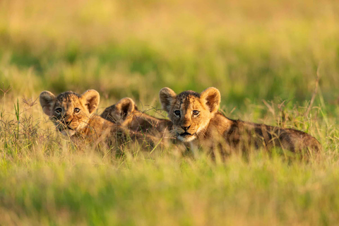 Przejażdżka safari w parku Nairobi, sierociniec dla słoni i centrum żyraf