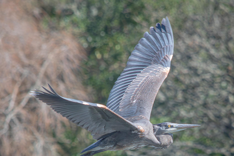 San Francisco: Golden Gate Park Wildlife Tour