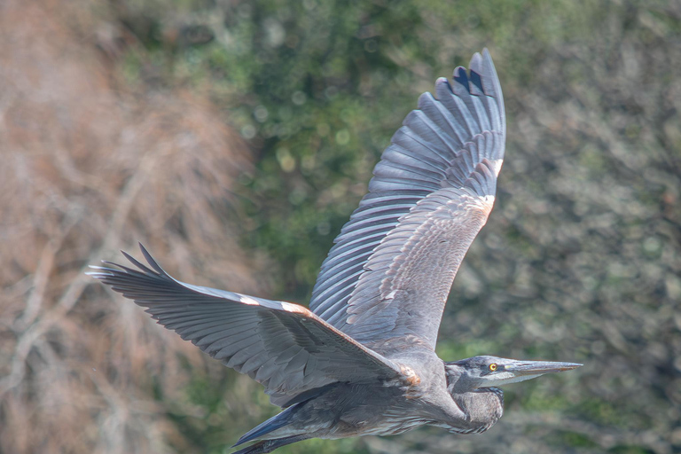 San Francisco: Golden Gate Park Wildlife Tour