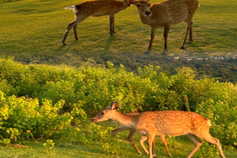 Osaka/Kioto: prywatna, spersonalizowana wycieczka 1-dniowa do Kioto i Nary