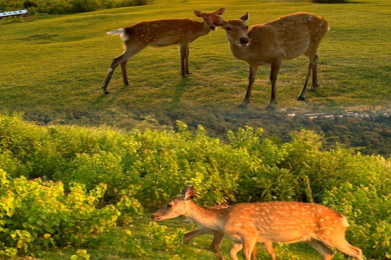 大阪/京都：京都和奈良私人定制一日旅行