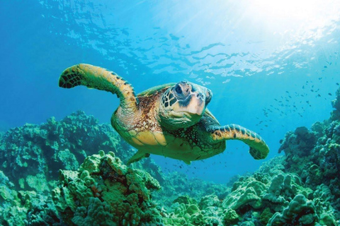 Ile aux Cerfs Speedboat Trip with Pickup and BBQ Lunch