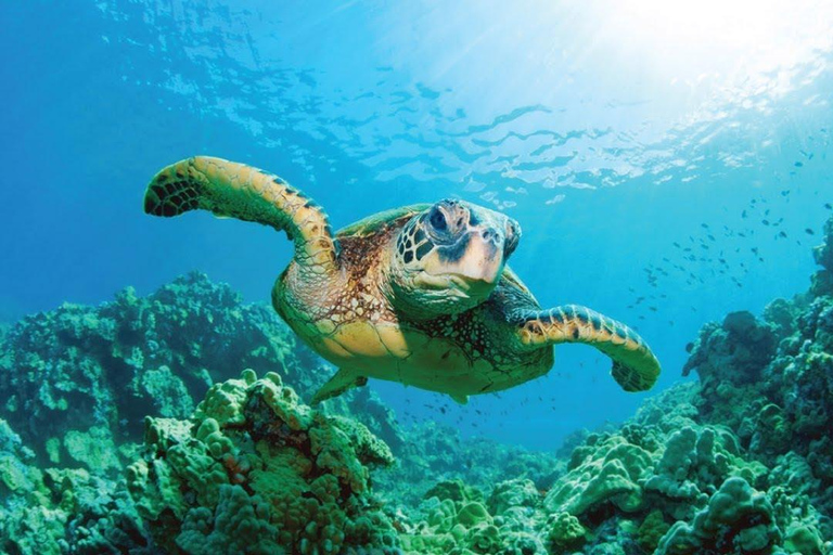 Ile aux Cerfs Speedboat Trip with Pickup and BBQ Lunch