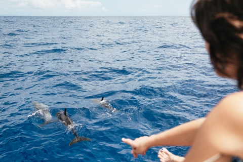 Funchal Bay: Catamarán de lujo con avistamiento de delfines y ballenasBahía de Funchal: avistamiento de delfines y ballenas Lxury Catamaran Cruise