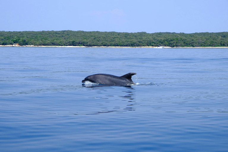 Estepona Sailing and Marine Nature Experience
