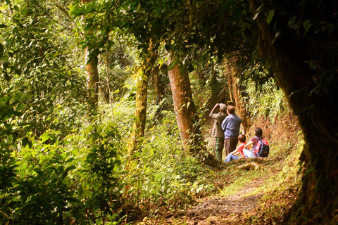 1 día: Desde Kigali, La aventura de las tirolinas en Nyungwe