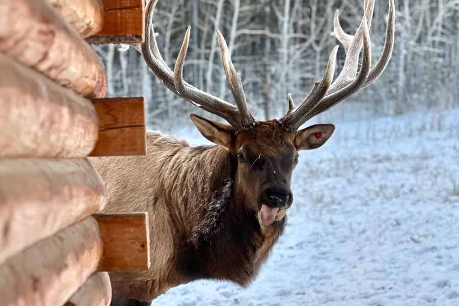 Geführte Tour durch das Yukon Wildlife Preserve. Foto: GetYourGuide Geführte Tour durch das Yukon Wildlife Preserve. Foto: GetYourGuide