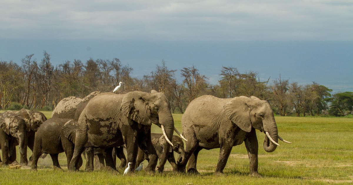 6 Tage Amboseli Lake Nakuru Lake Naivasha Masai Mara GetYourGuide