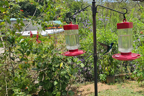 Trinidad: excursión de un día para observar aves con Yerette y CaroniTrinidad: Excursión de un día para observar aves con Yerette y Caroni