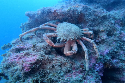 Lagos: 2 Tauchgänge an den lokalen Riffen (NUR FÜR CERTEFID-TAUCHER)