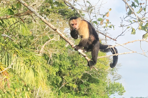 Panamá: Eco-Tour por la Isla de los Monos y el Canal de Panamá