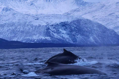 Tromsø: Orca and Whale Watching Heated Boat Trip Tromsø: Orca and Whale Watching comfort heated boat Trip