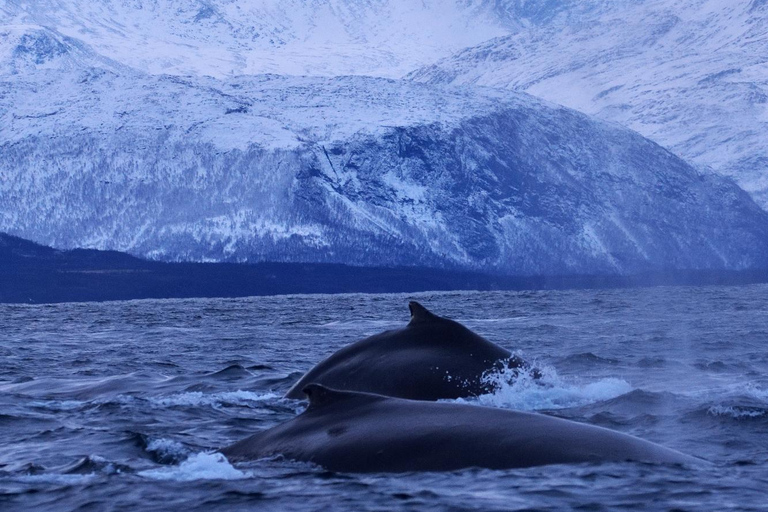 Tromsø: Orca and Whale Watching Heated Boat Trip Tromsø: Orca and Whale Watching comfort heated boat Trip