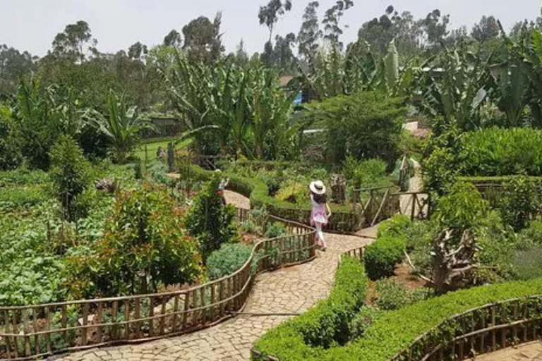 Addis Ababa: Zoma Museum Art and Architecture Guided Tour