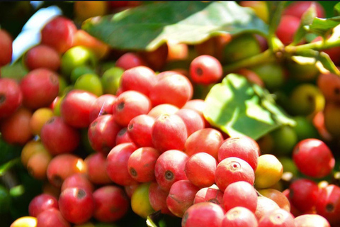 Nairobi: Coffee Farm Tour with Tasting and Transfers