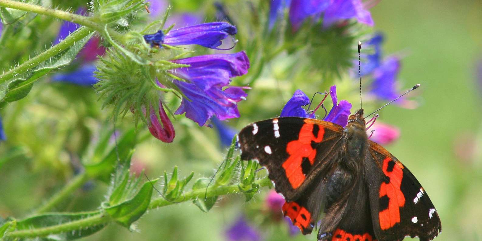 Butterfly Of sintra shops