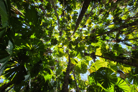 Private Great Barrier Reef and Mossman Gorge Tour