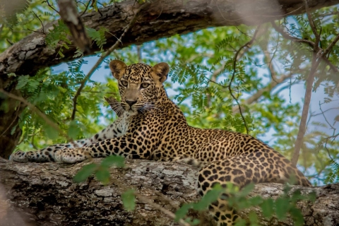 Au départ de Negombo : Safari dans le parc national de Wilpattu