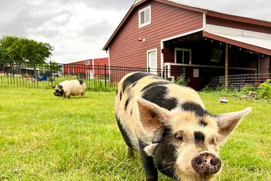 Hutto Texas: Besuch der Kune kune Pig Farm. Foto: GetYourGuide