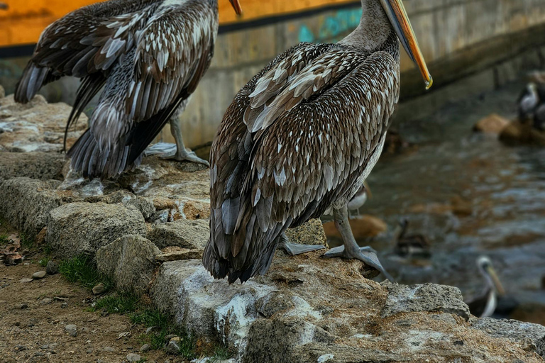 Valparaiso and Viña del Mar: Private Tour from Santiago