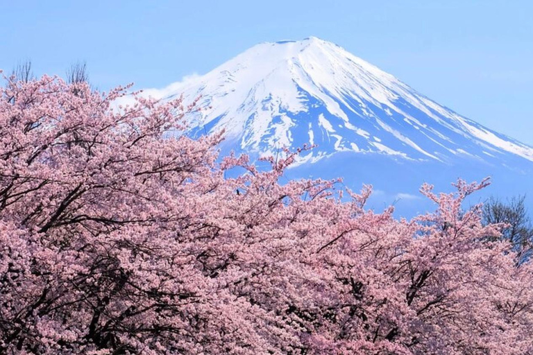 Mt Fuji Sightseeing Private tour with English Speaking Guide